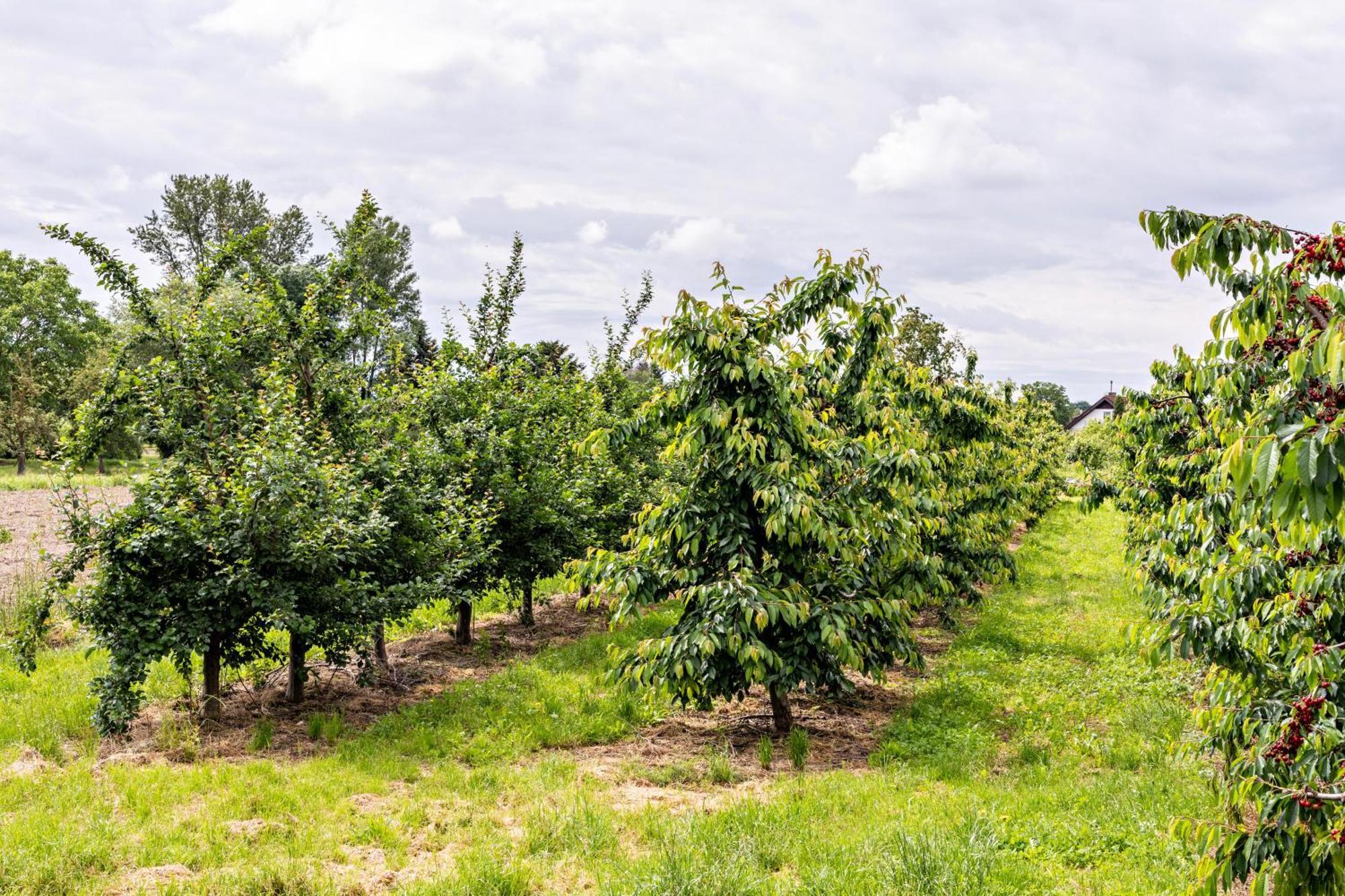 Ferienwohnung Im Obstgarten Ihringen Buitenkant foto